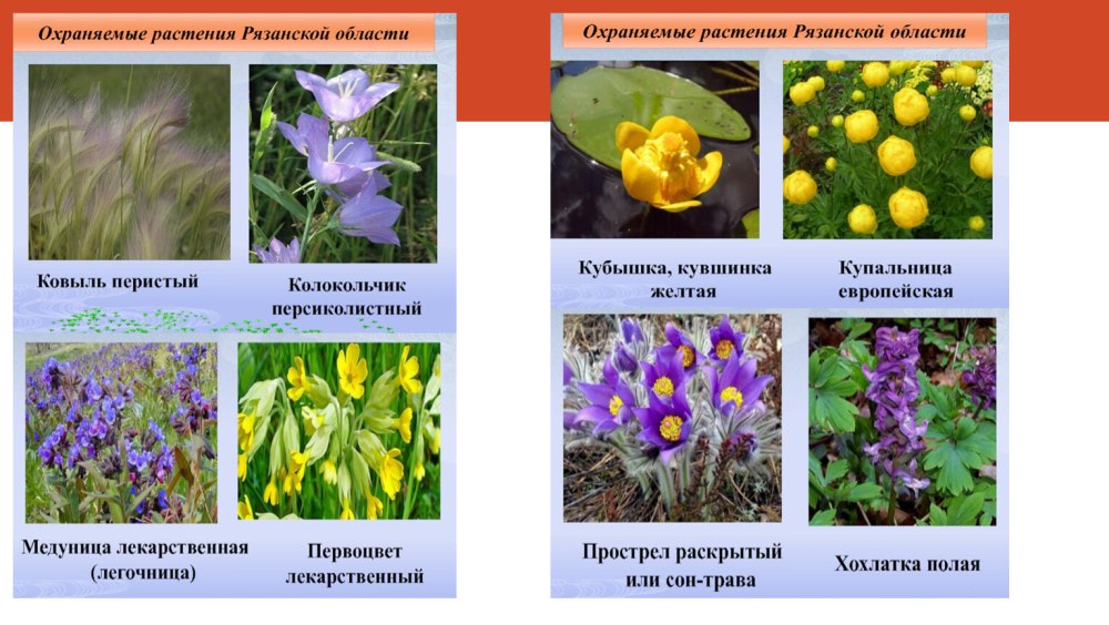 Красная книга Рязанской области животные и растения