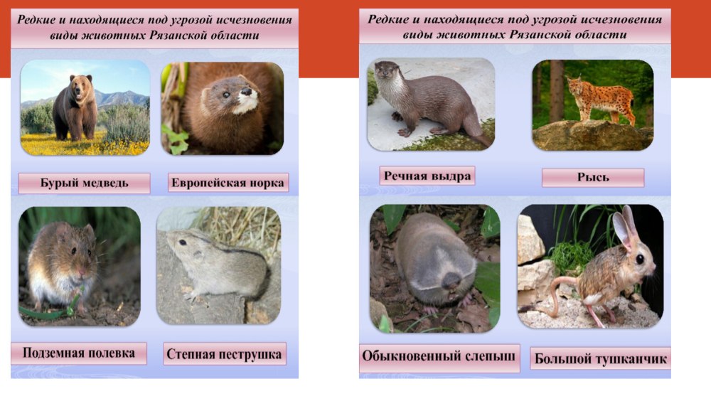 Животное из красной книги Рязанской области