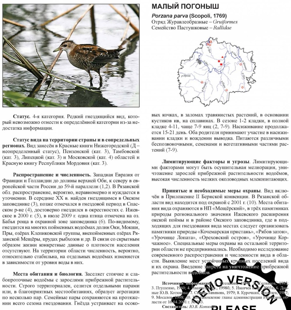 Сыч из красной книги Рязанской области
