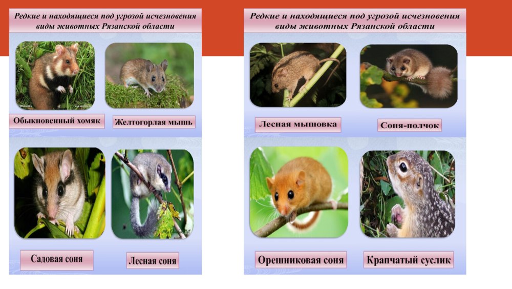 Животное из красной книги Рязанской области