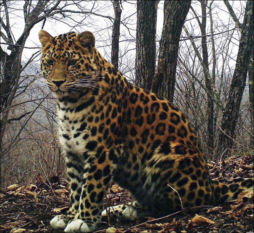 Дальневосточный Амурский леопард