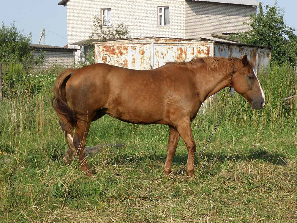 Белорусская упряжная лошадь рост