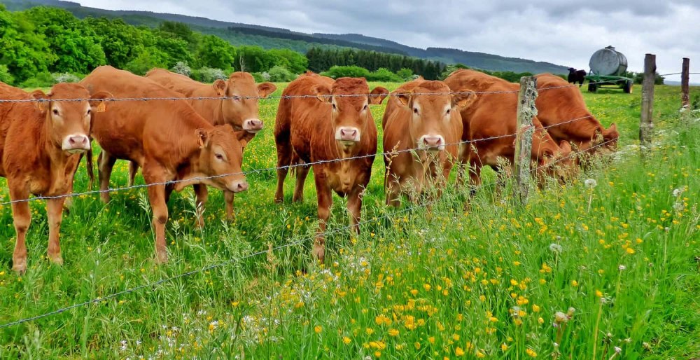 Raising Livestock