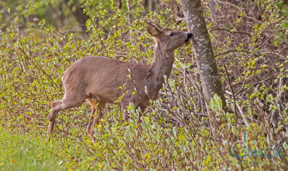 Сибирская косуля capreolus pygargus