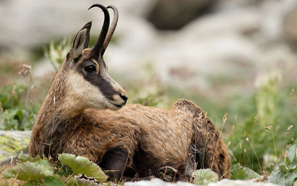 Серна (Rupicapra Rupicapra)