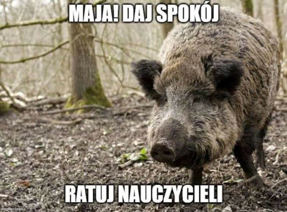 Люксембург животные