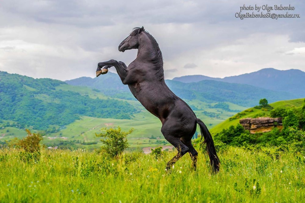 Лошадь габар КЧР