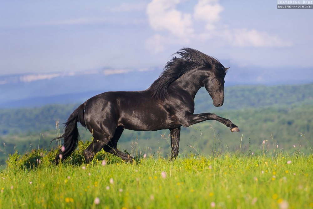 Порода лошадей карачаевская