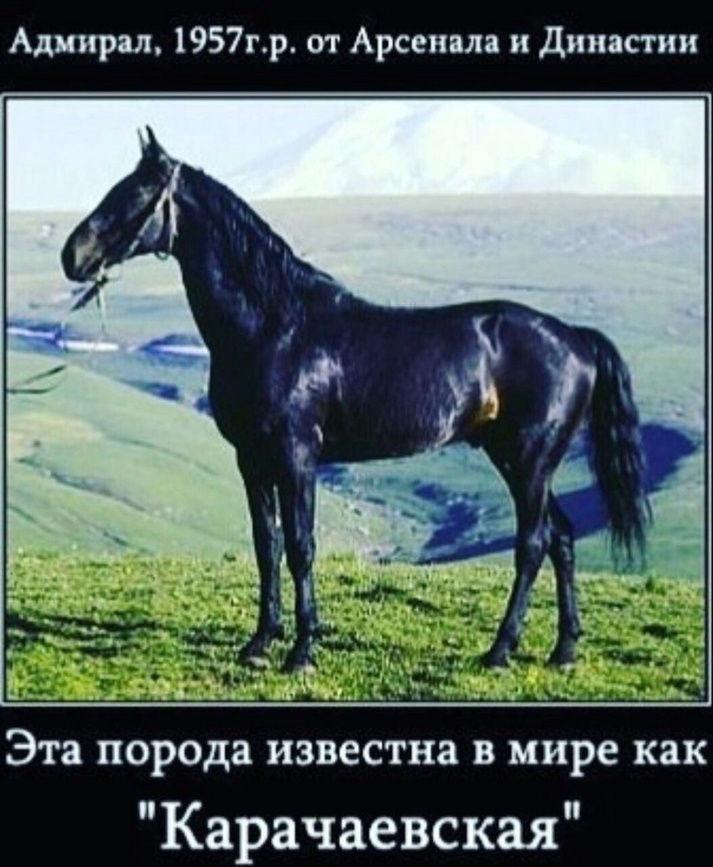 Адмирал лошадь карачаевской породы