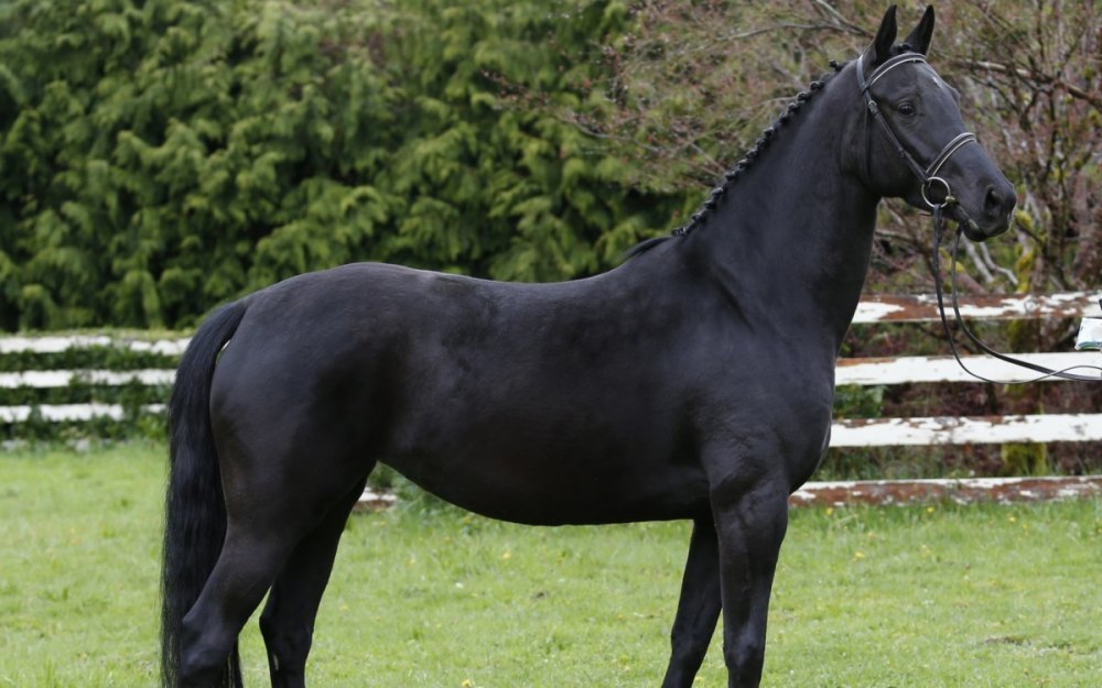 Totilas Stallion