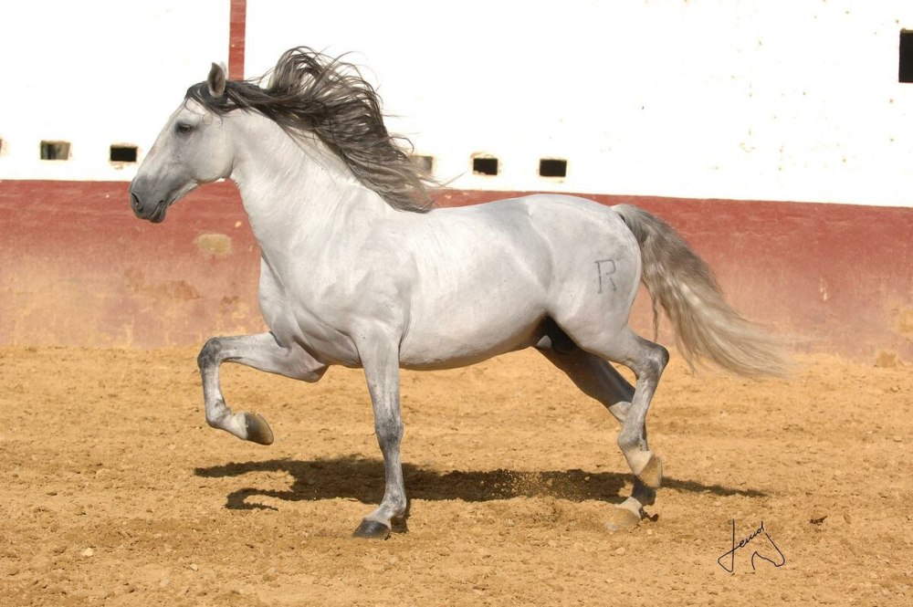 Порода лошадей андалузская