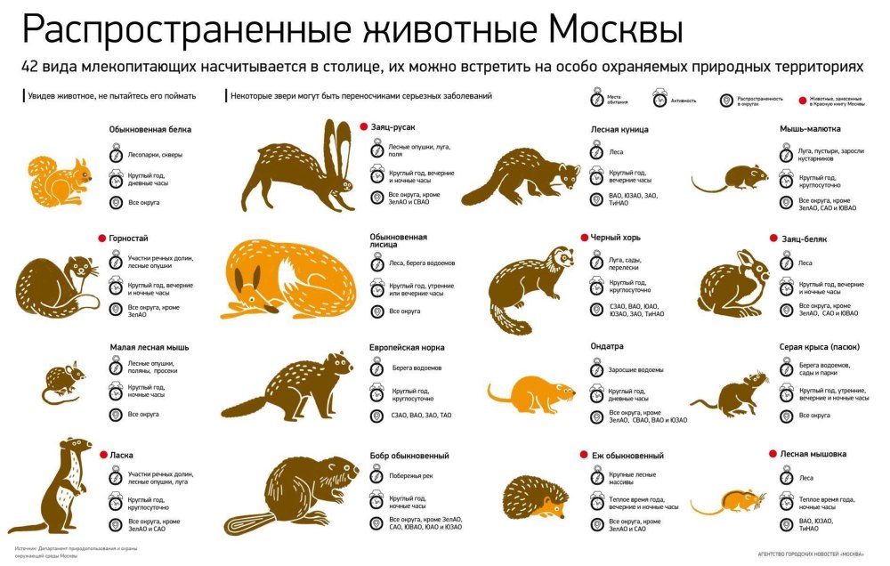 Распространенные животные
