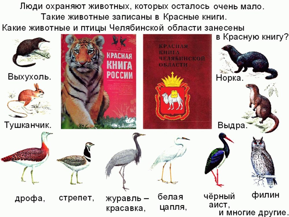 Красная книга России. Животные