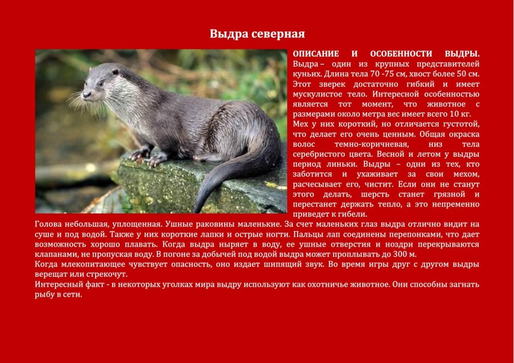Красная книга животных Оренбургской области