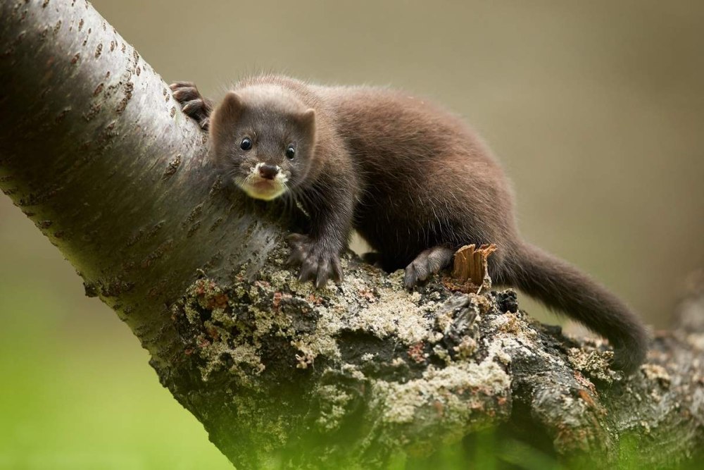 Европейская норка Mustela lutreola (Linnaeus, 1761)