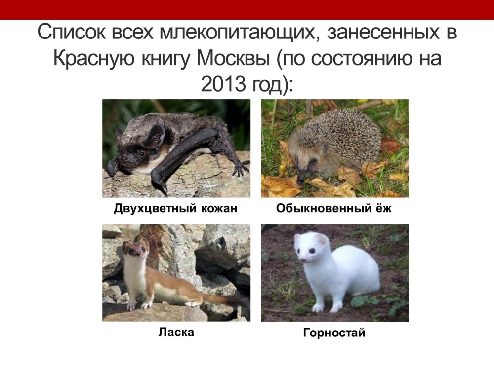 Животные занесенные в красную книгу