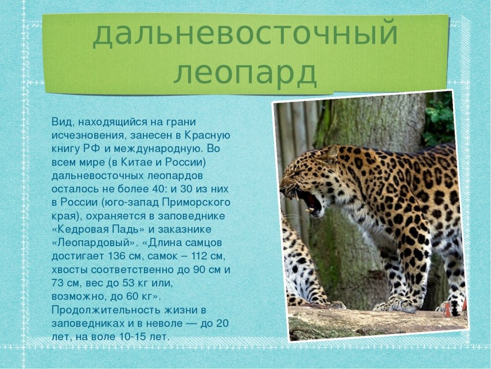 Дальневосточный леопард красная книга краткое описание