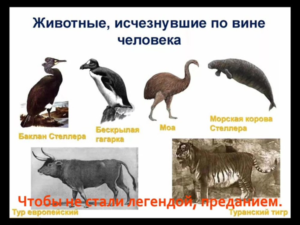 Животные которые вымерли по вине человека