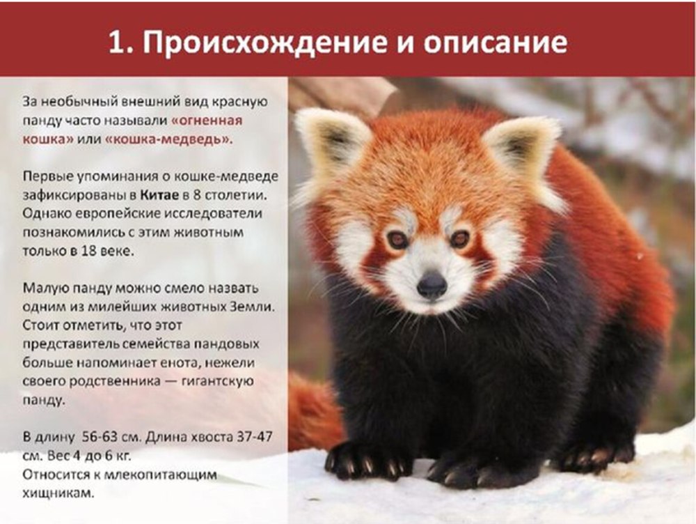 Рассказ о животных красной книги