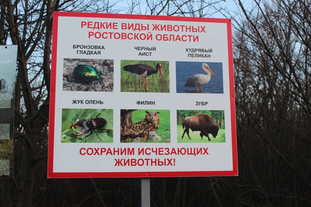 Редкие животные Ростовской области
