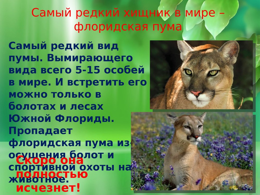 Самый редкий хищник в мире Флоридская Пума