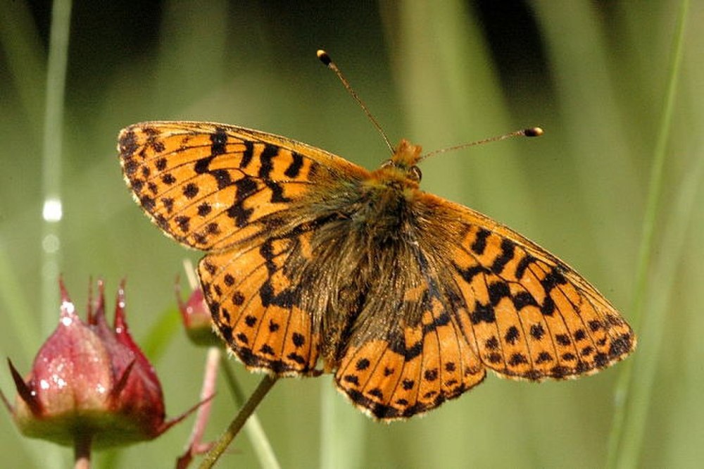 Boloria aquilonaris