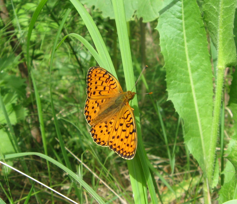 Перламутровка Аглая Argynnis Aglaja