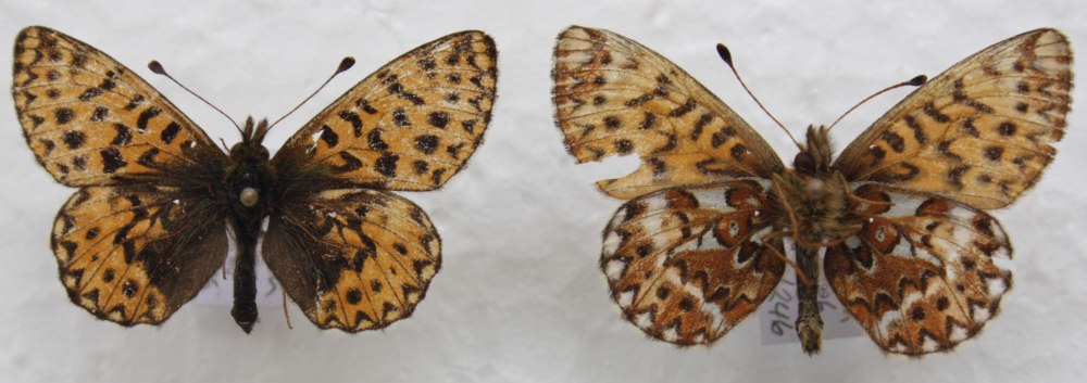 Boloria Frigga