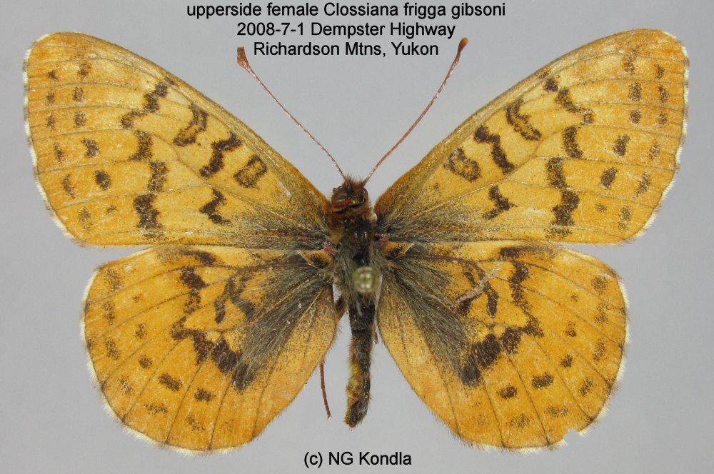 Clossiana Iphigenia