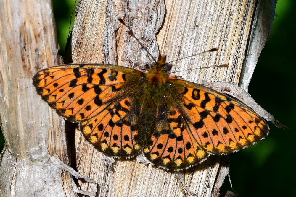 Boloria altaica