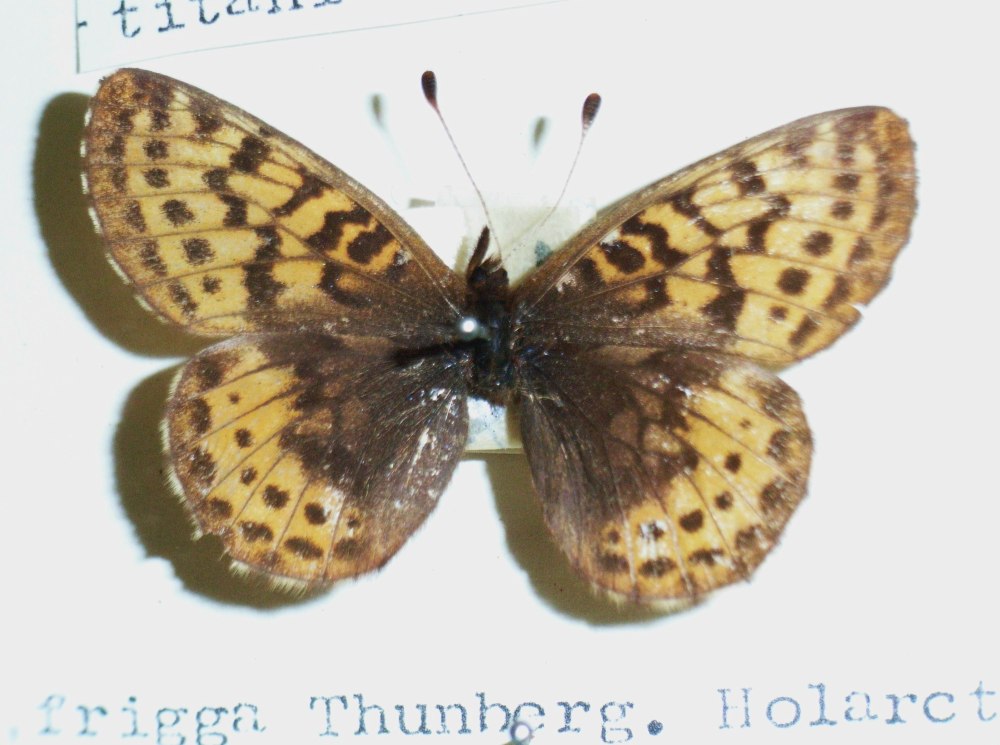 Boloria Frigga