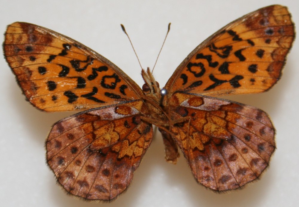 M. parthenoides