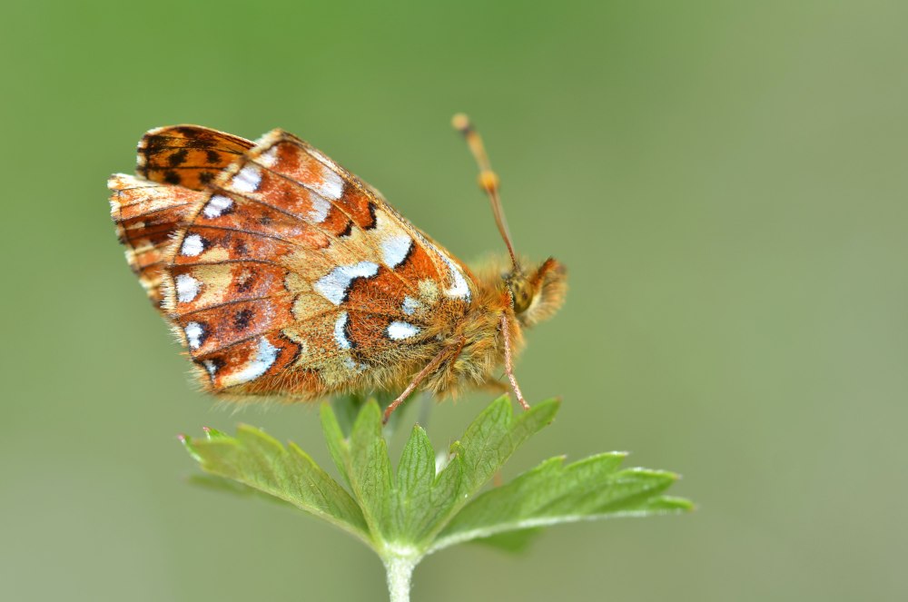 Перламутровка Северная – Boloria aquilonaris (Stichel, 1907)