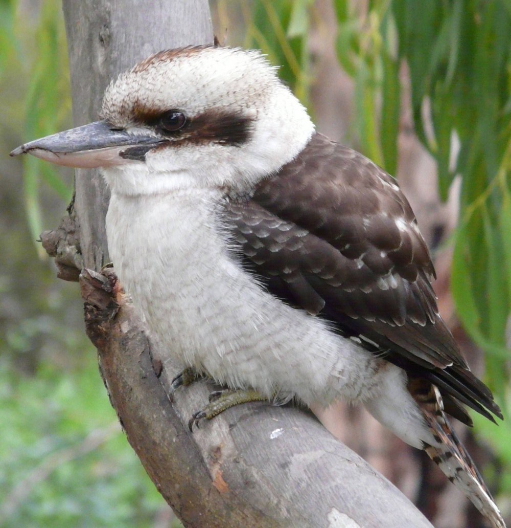 Dacelo novaeguineae