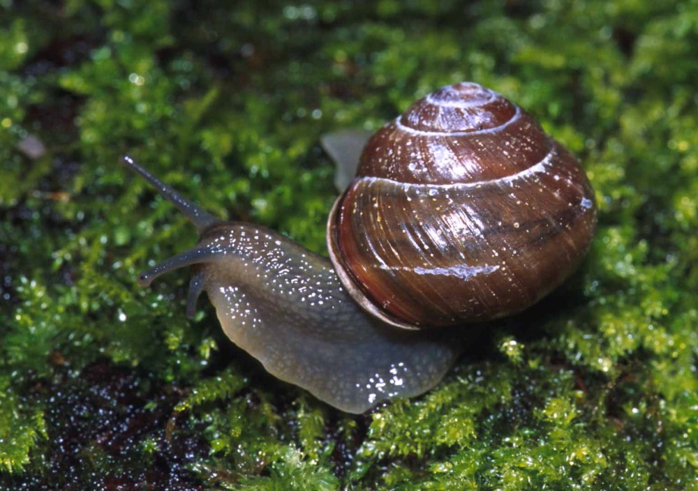 Улитка Priotrohatella stellata