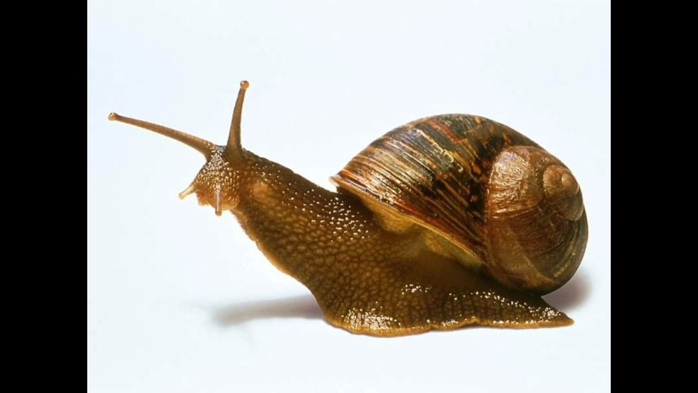 Helix aspersa улитка