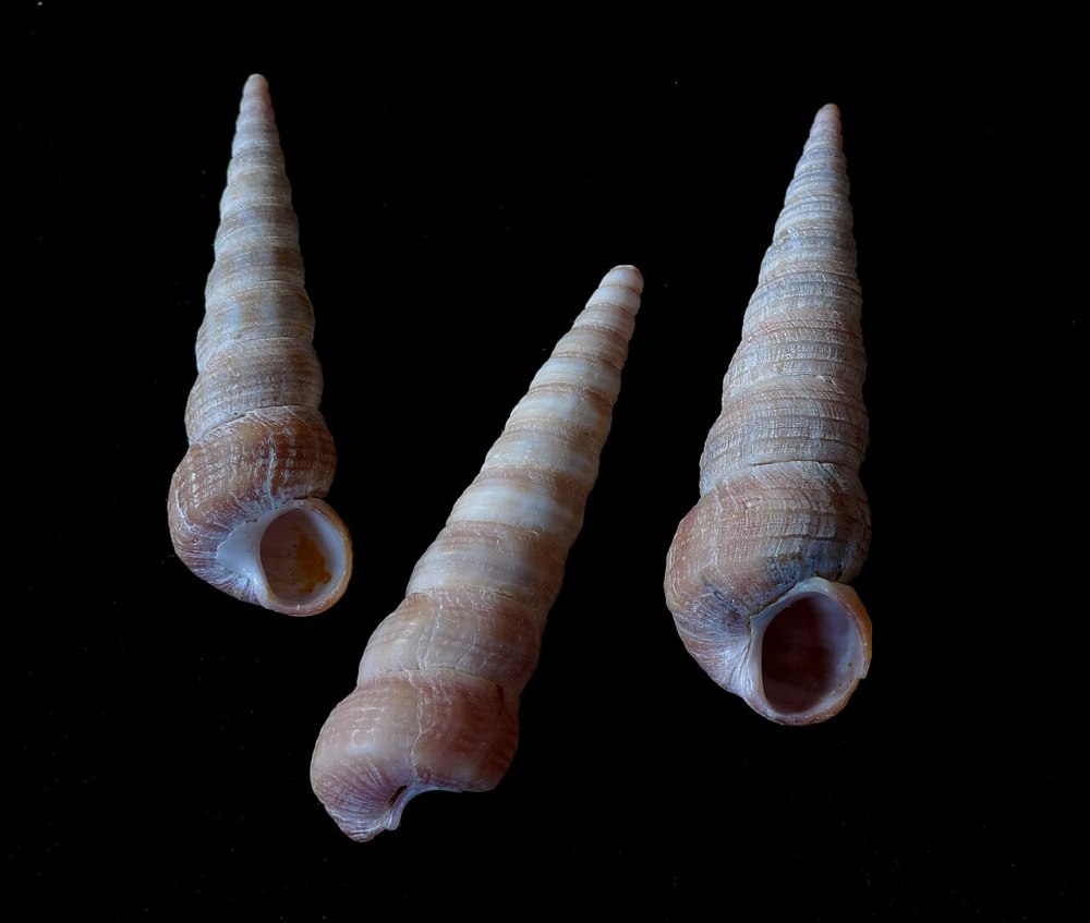 Turritella Terebra