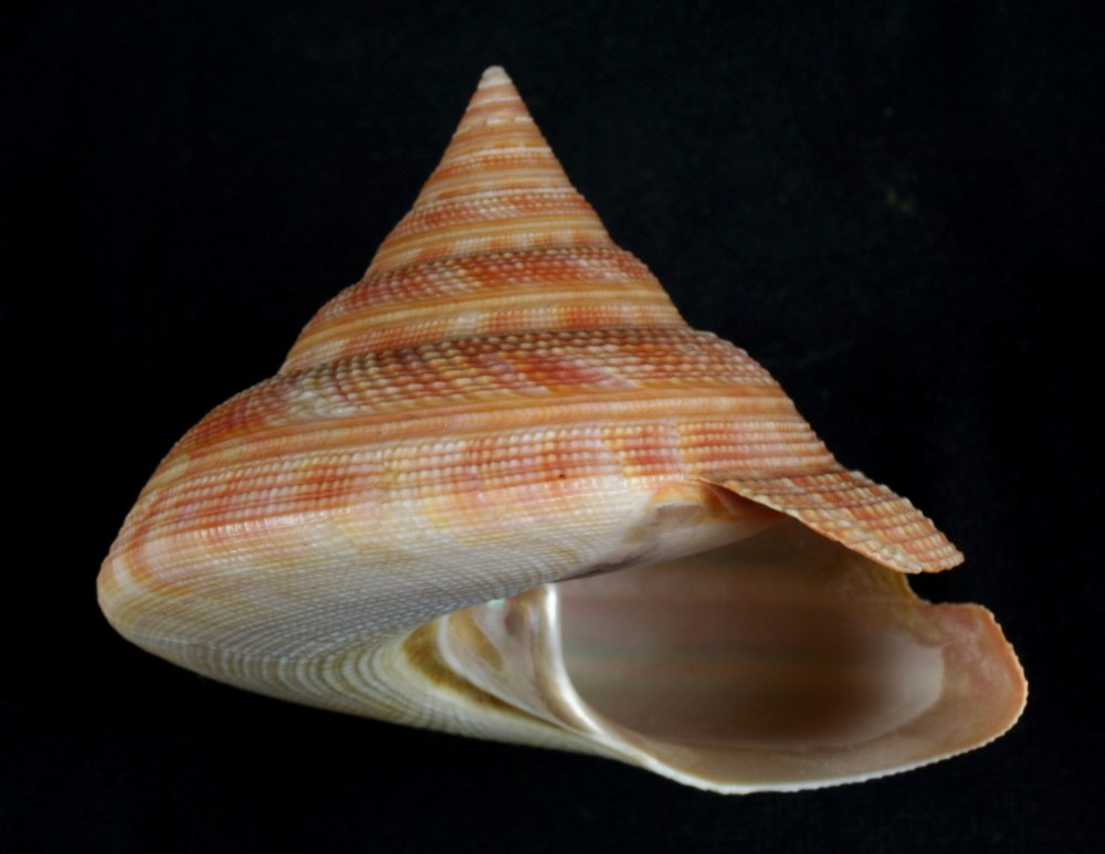 Pleurotomaria teramachii