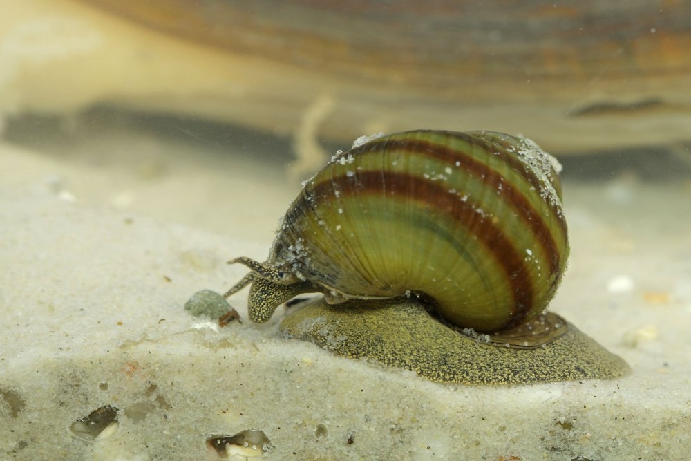 ЖИВОРОДКА Речная viviparus viviparus
