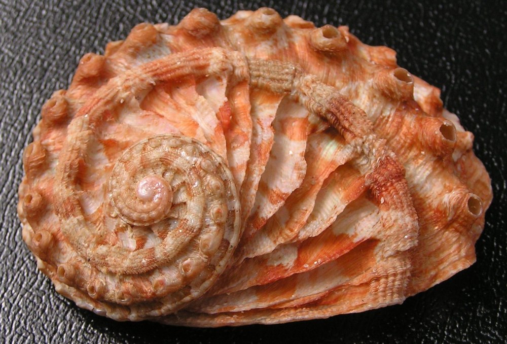 Улитка галиотис морская