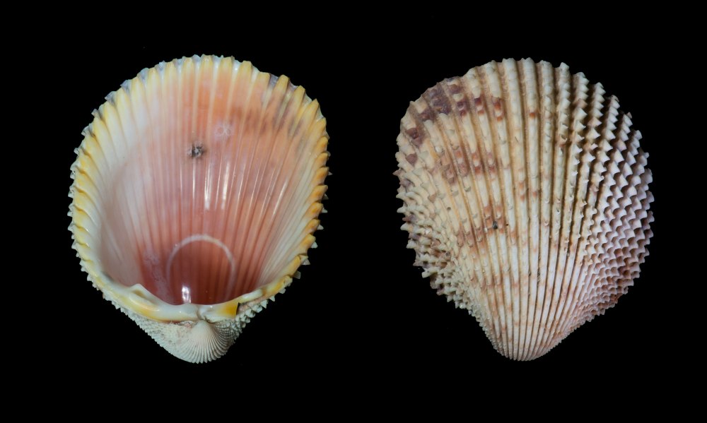 Ракушка Calyptraea chinensis