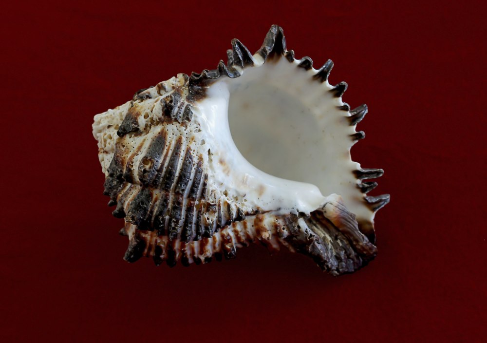 Морская улитка Мурекс