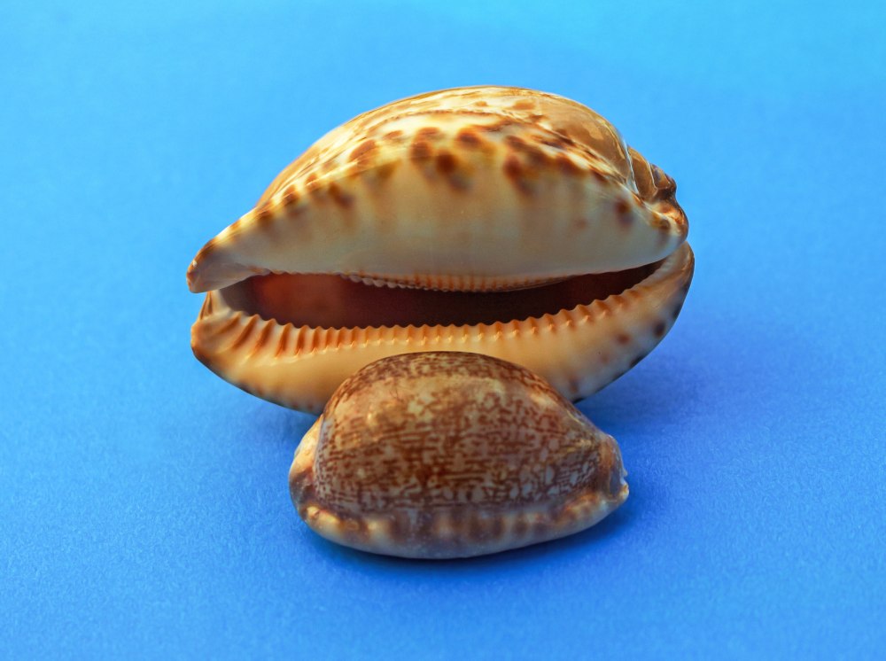 Беззубка морская