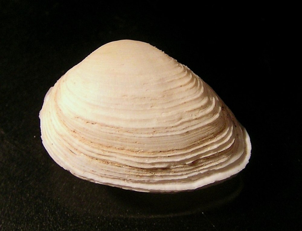 Моллюск Pecten двустворчатый