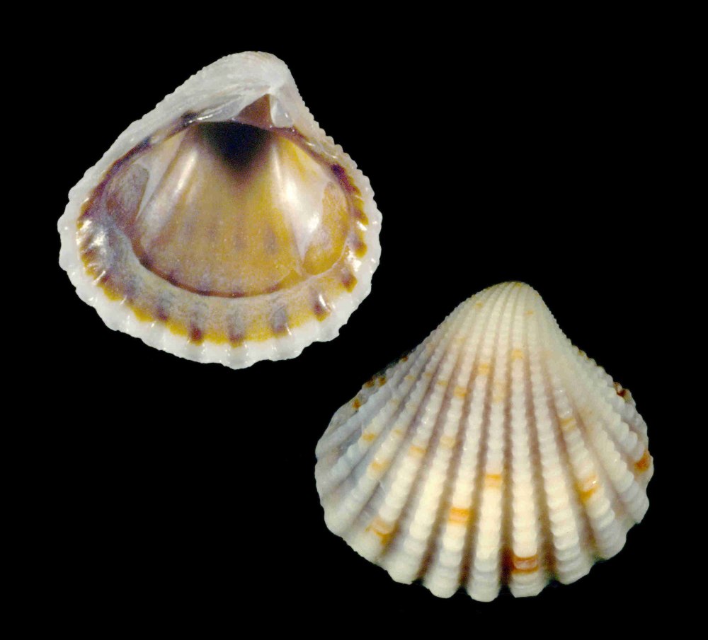 Раковины моллюсков