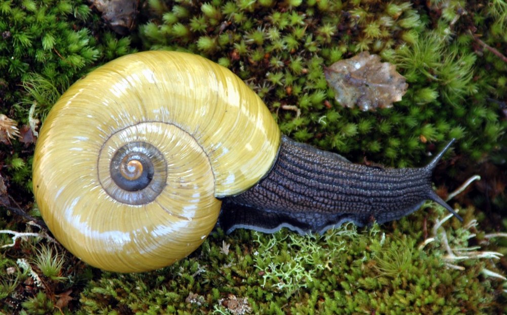 Новая Зеландия Powelliphanta