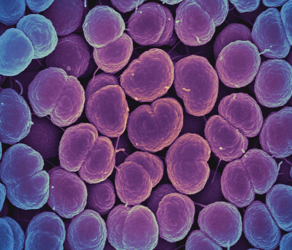 Бактерии нейссерии