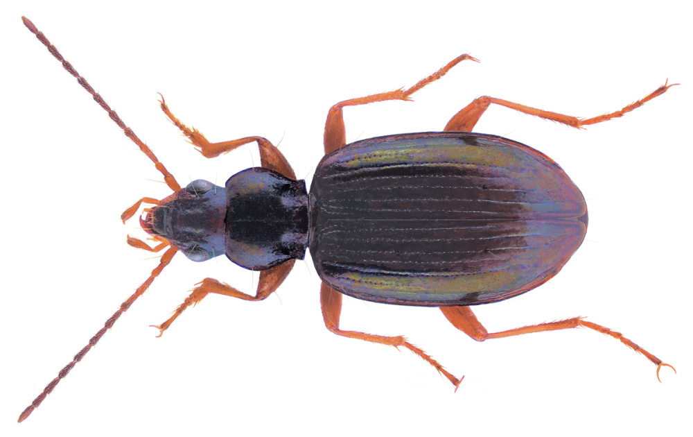 Bembidion obliquum