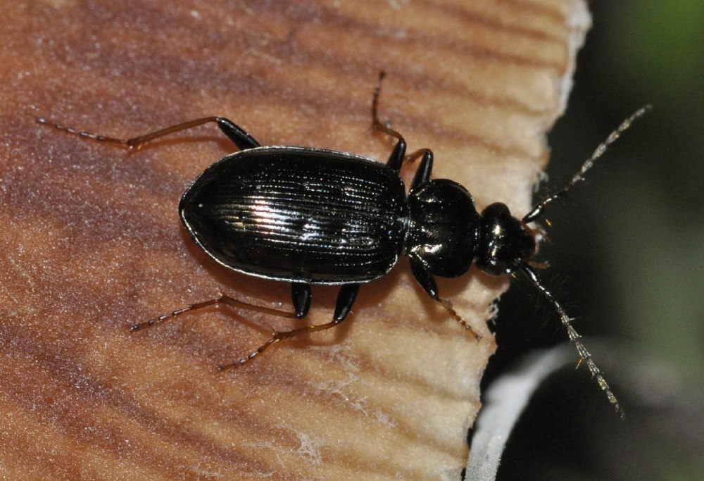 Loricera pilicornis