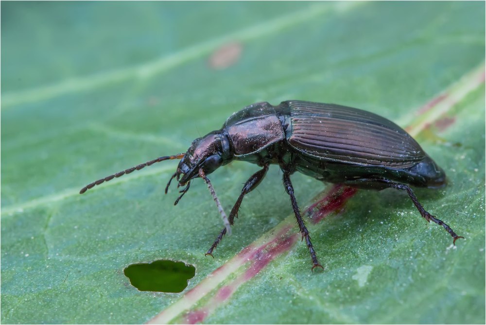 Птеростих чёрный Pterostichus (platysma) Niger